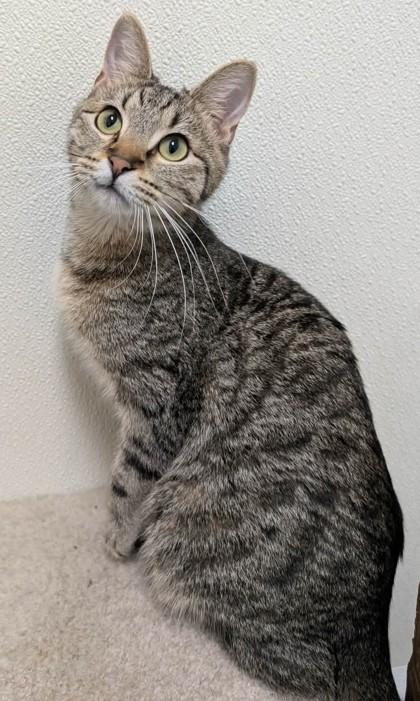 Enlarge Ajax, a Adoptable Domestic Short Hair in La Harpe, KS image 3/3