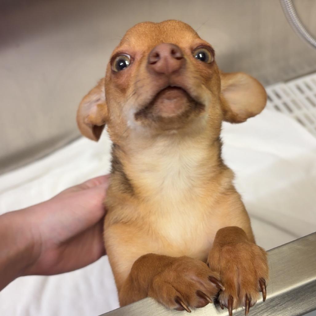 Poncho — thumbnail 2