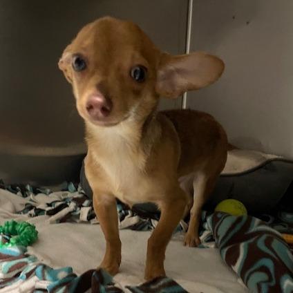 Poncho — thumbnail 4