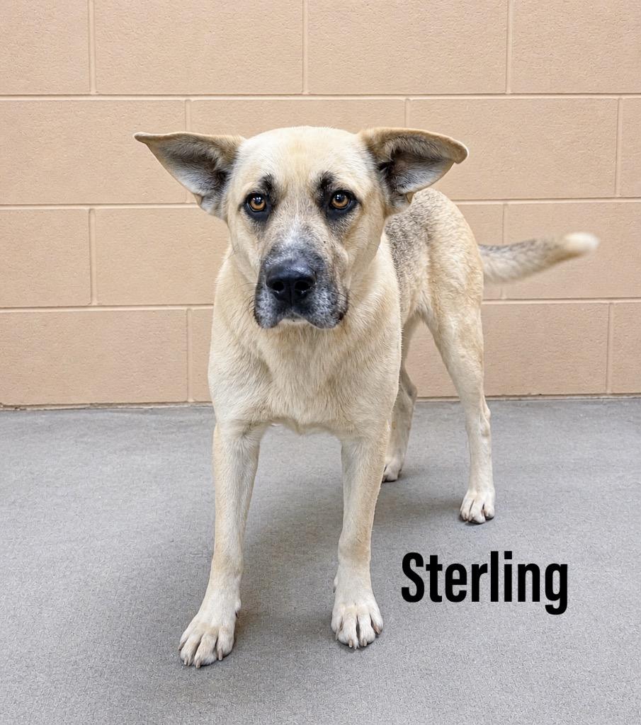 Sterling, Adoptable, Adult Male Shepherd.