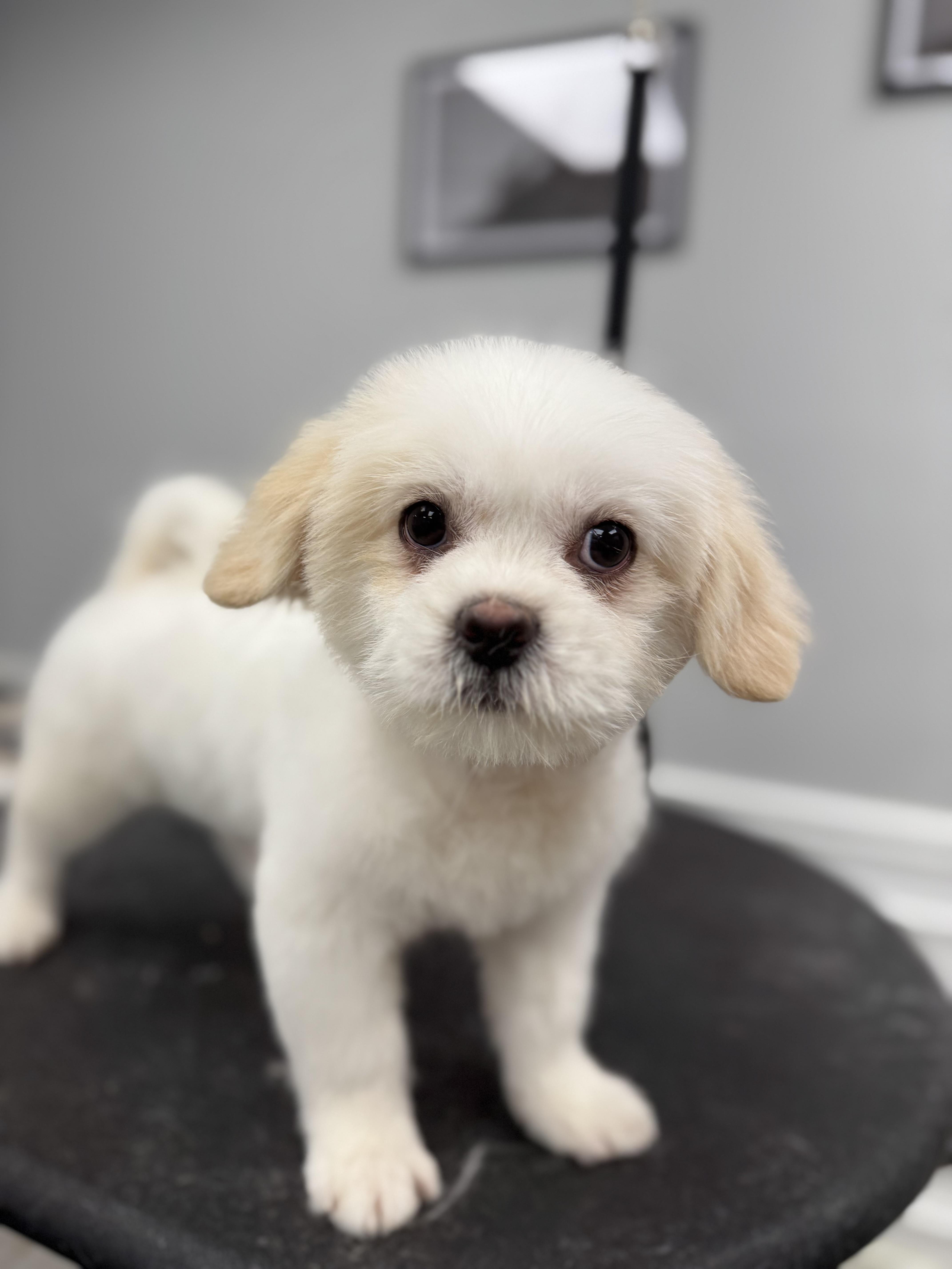 Enlarge Skye, a ADOPTABLE mixed breed in Copiague, NY image 2/4