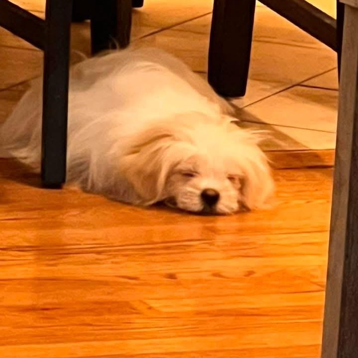 Enlarge Skye, a ADOPTABLE mixed breed in Copiague, NY image 3/4