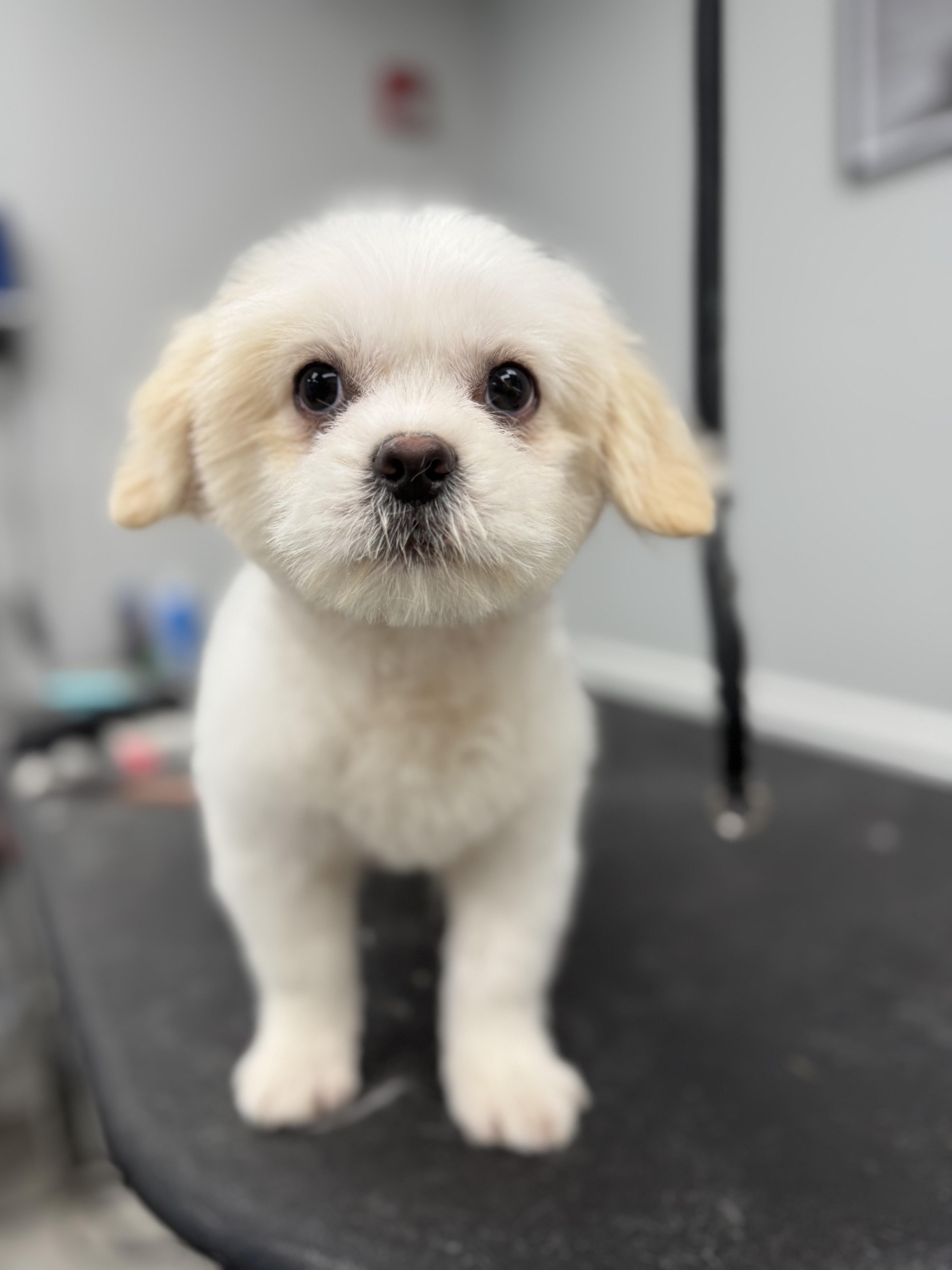 Skye, ADOPTABLE, Puppy Male Pekingese & Poodle.
