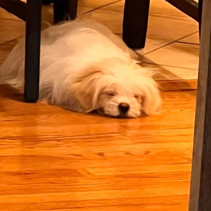 Enlarge Skye, a ADOPTABLE mixed breed in Copiague, NY image 4/4