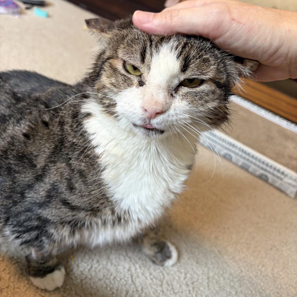 Beas, a Adoptable Domestic Short Hair in San Antonio, TX image 1/6