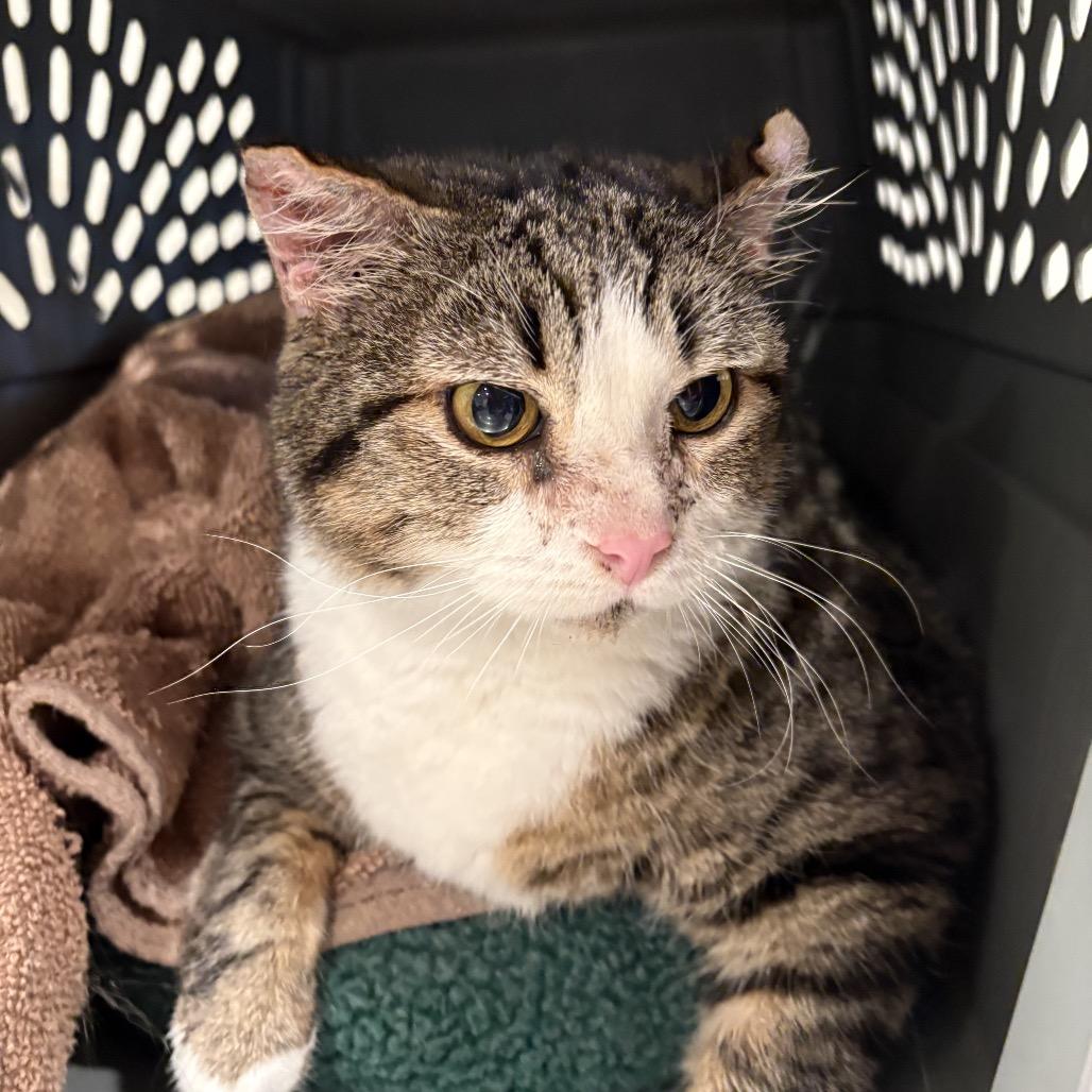 Beas, a Adoptable Domestic Short Hair in San Antonio, TX image 2/6