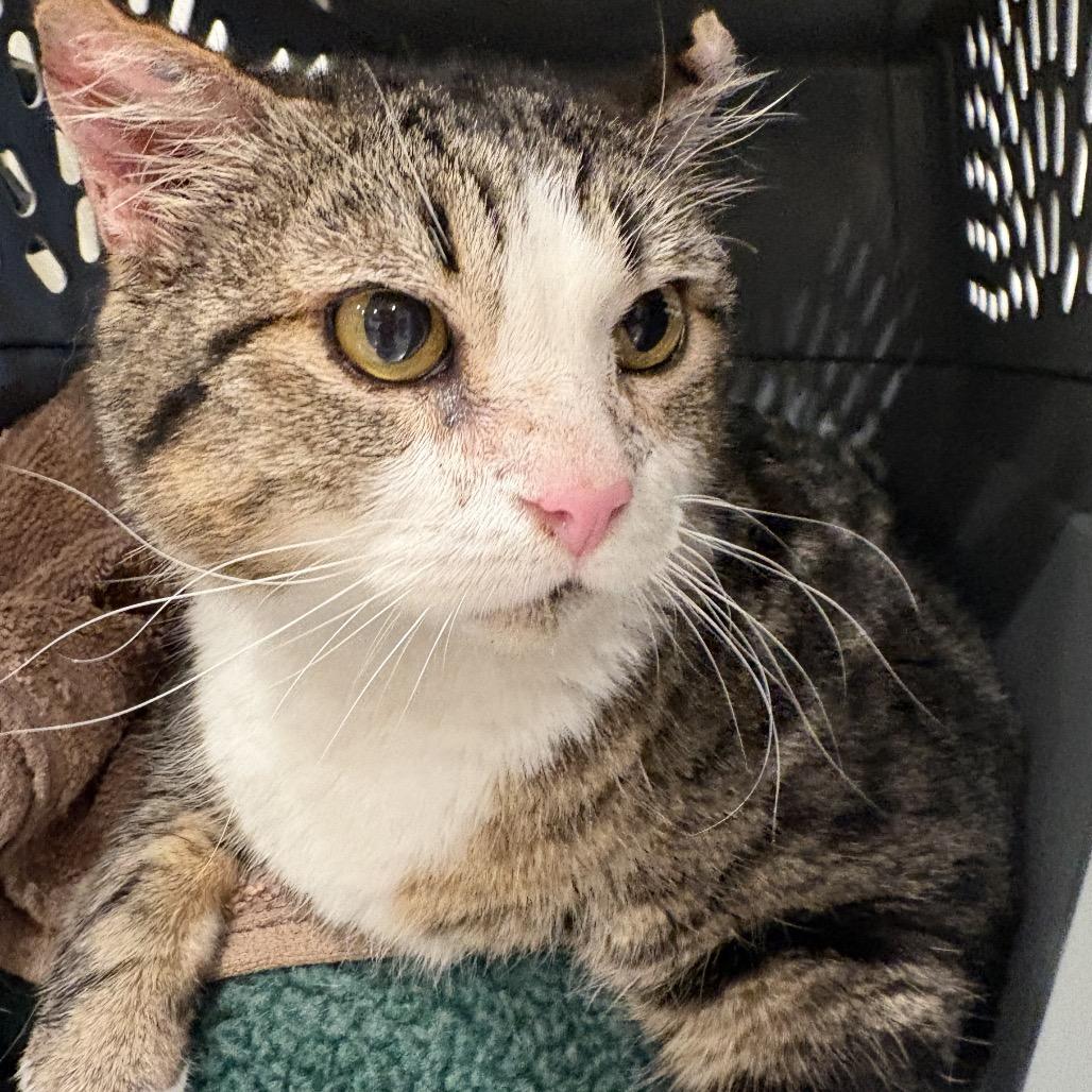 Beas, a Adoptable Domestic Short Hair in San Antonio, TX image 3/6