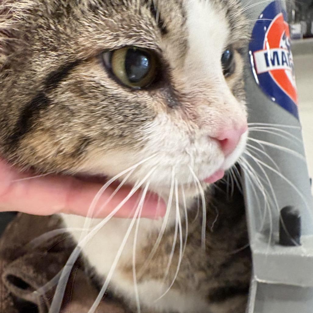 Beas, a Adoptable Domestic Short Hair in San Antonio, TX image 4/6