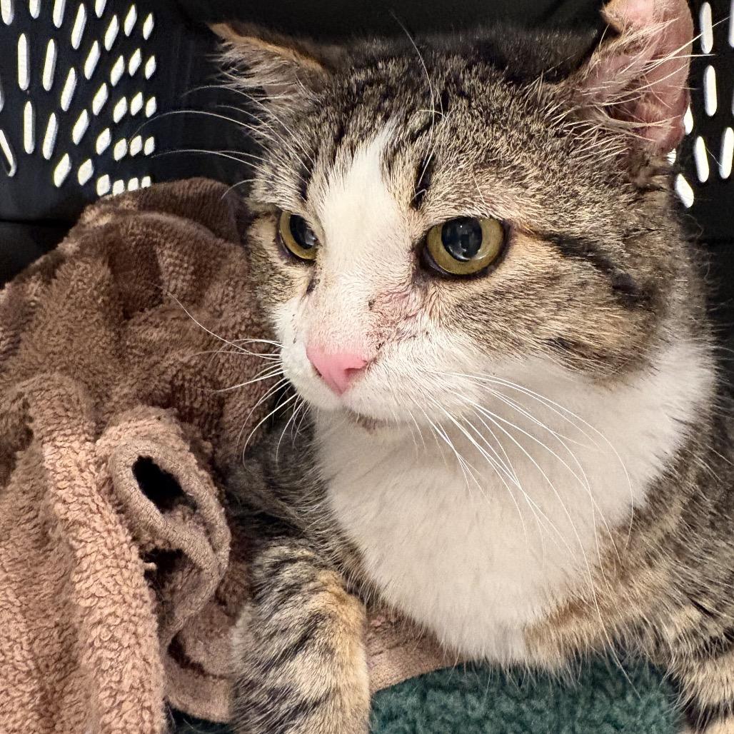 Beas, a Adoptable Domestic Short Hair in San Antonio, TX image 5/6