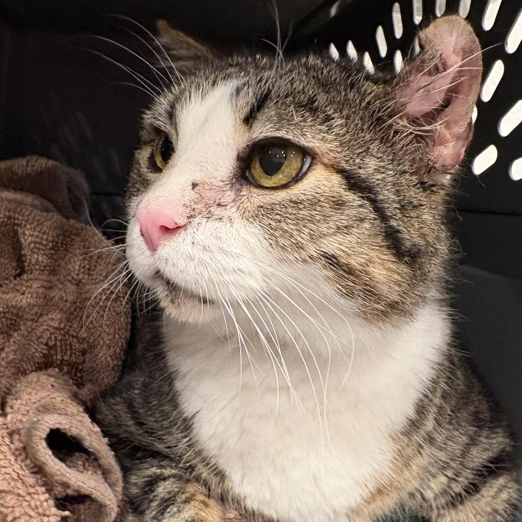 Beas, a Adoptable Domestic Short Hair in San Antonio, TX image 6/6