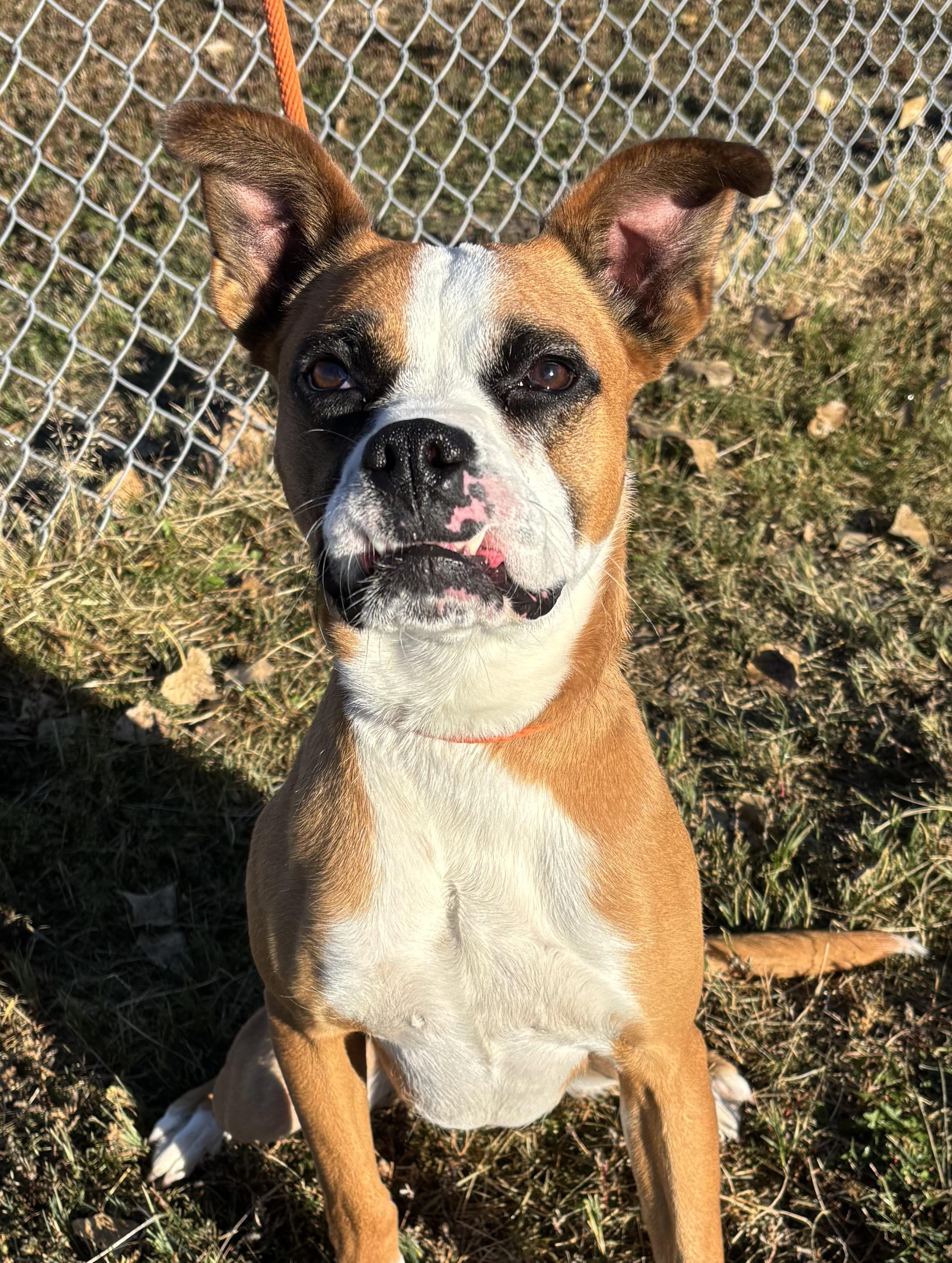Enlarge Odie, a Adoptable mixed breed in Torrington, WY image 2/3