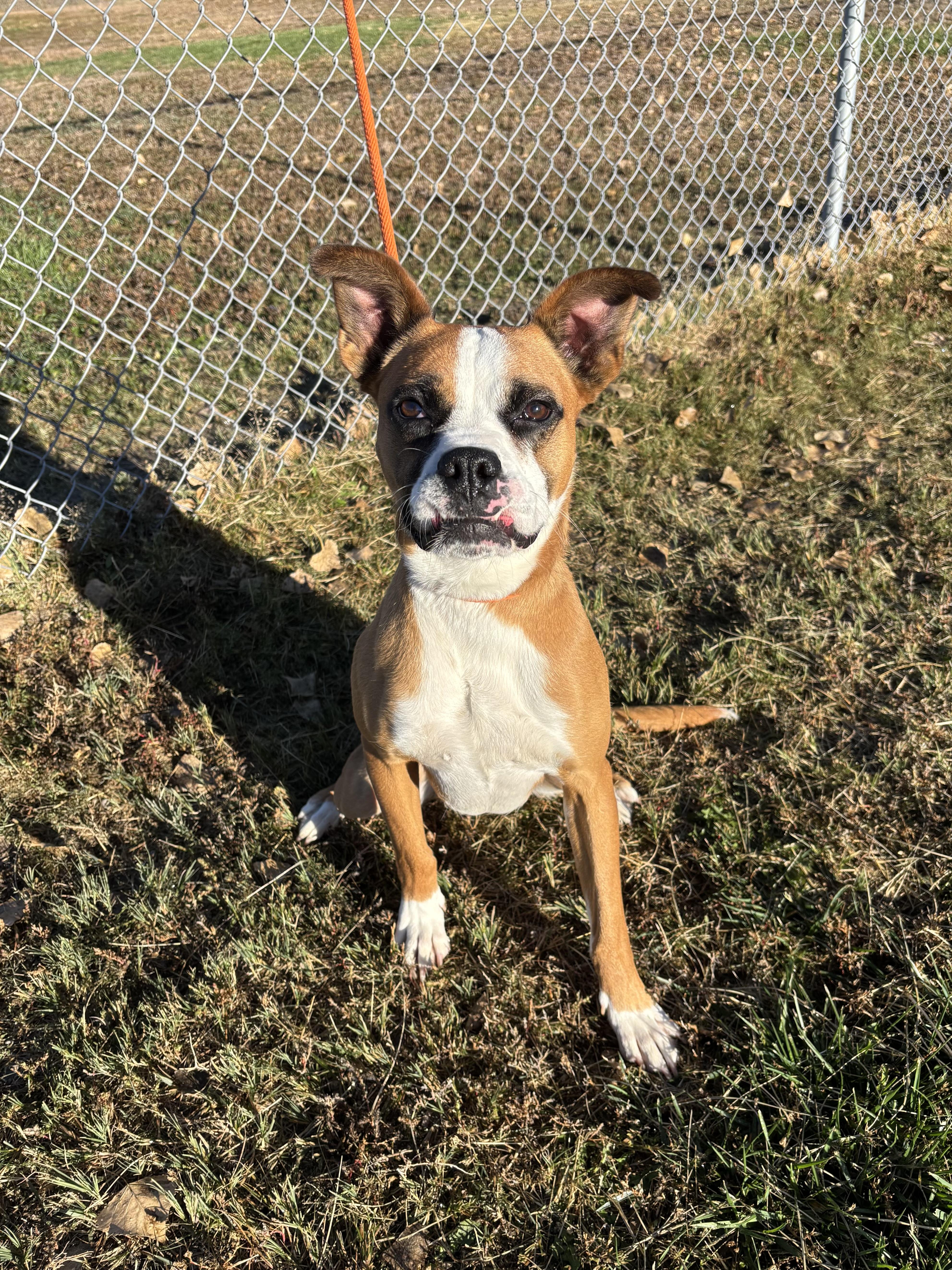 Enlarge Odie, a Adoptable mixed breed in Torrington, WY image 3/3