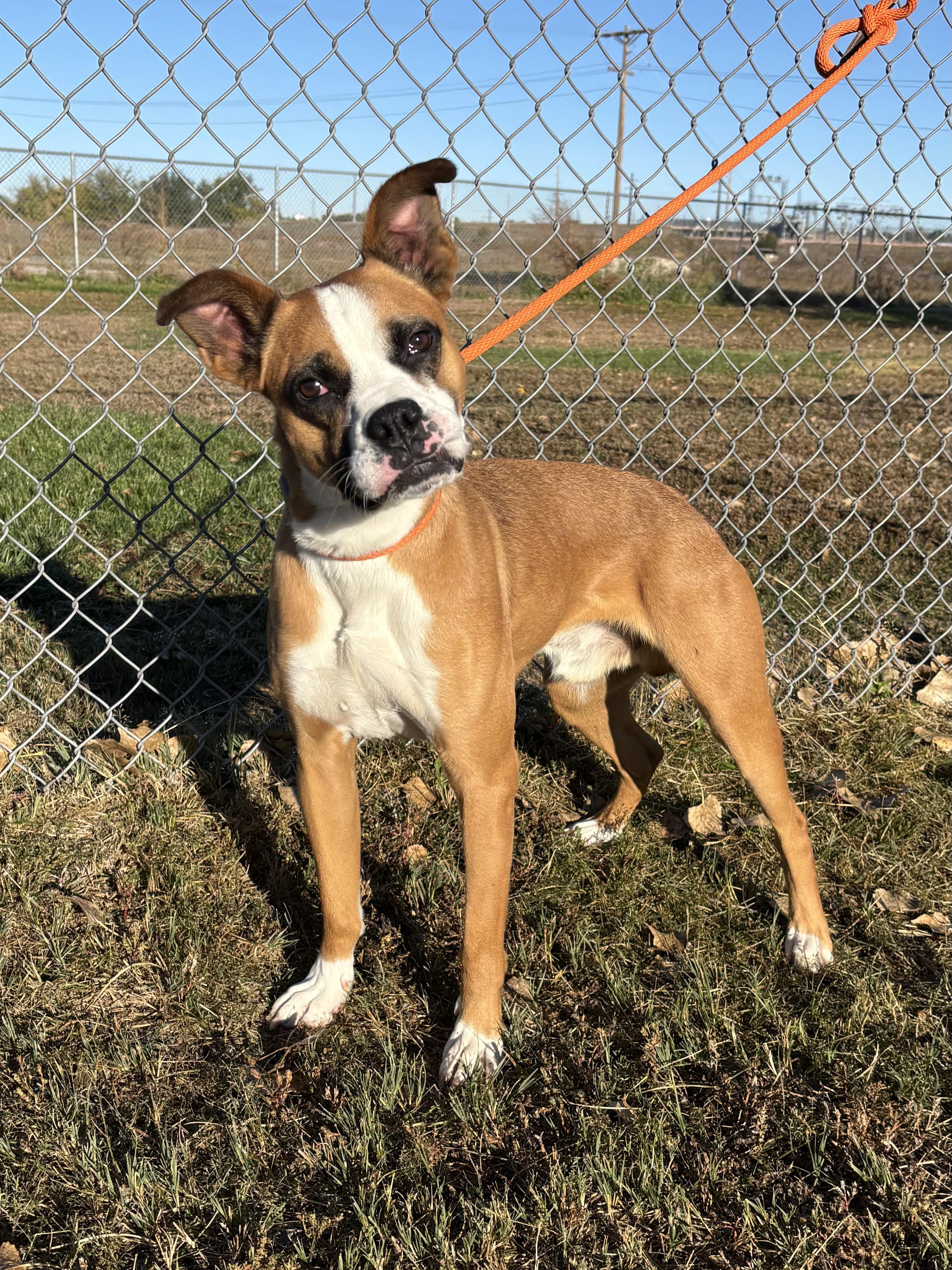 Enlarge Odie, a Adoptable mixed breed in Torrington, WY image 1/3