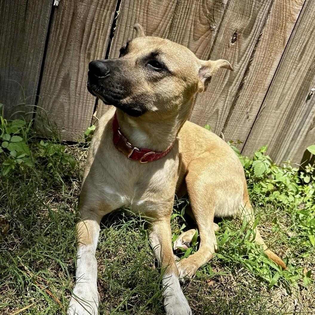 Enlarge Cholula, a Adoptable mixed breed in Niagara Falls, NY image 5/6
