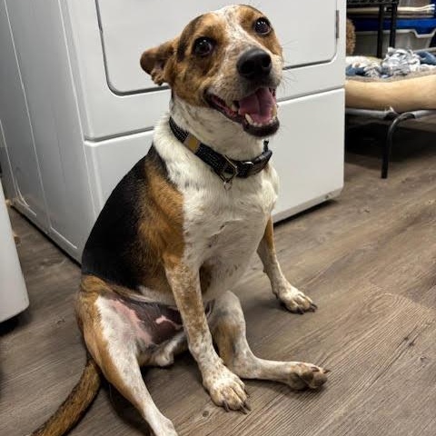 Enlarge Enzo, a Adoptable mixed breed in Centralia, IL image 2/2