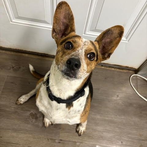 Enlarge Enzo, a Adoptable mixed breed in Centralia, IL image 1/2