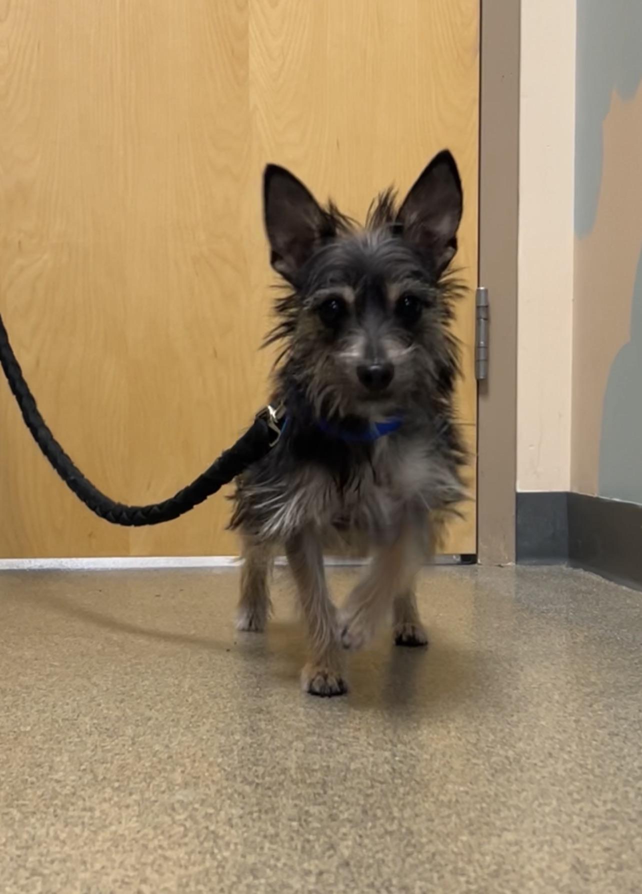 Enlarge Chex, a ADOPTABLE mixed breed in Montville, NJ image 2/4