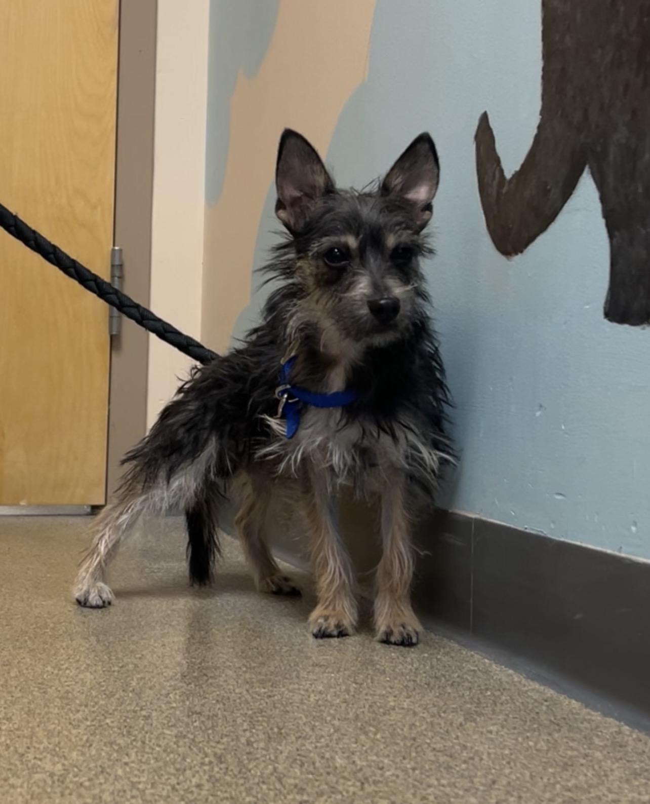 Enlarge Chex, a ADOPTABLE mixed breed in Montville, NJ image 3/4