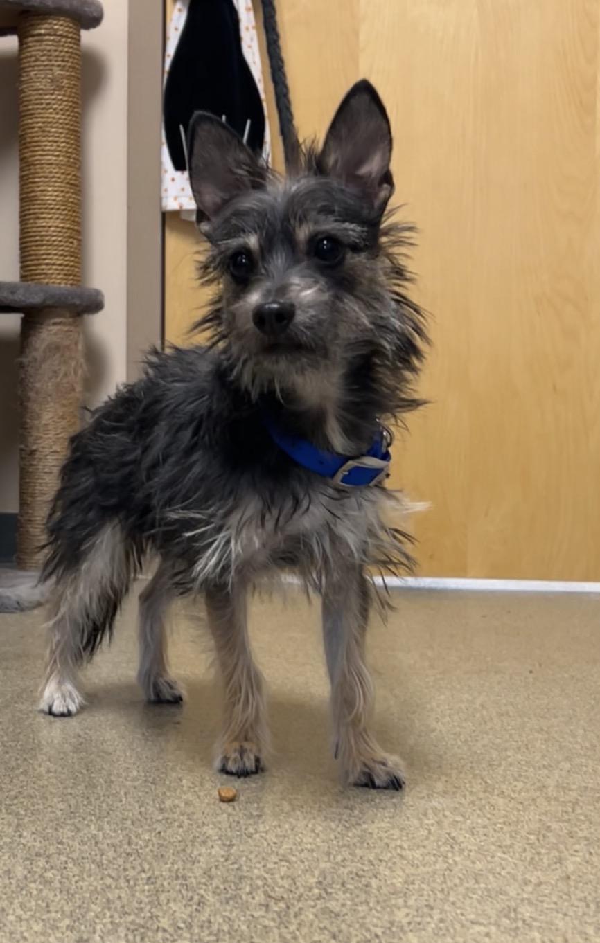 Chex, ADOPTABLE, Puppy Male Yorkshire Terrier & Chihuahua.