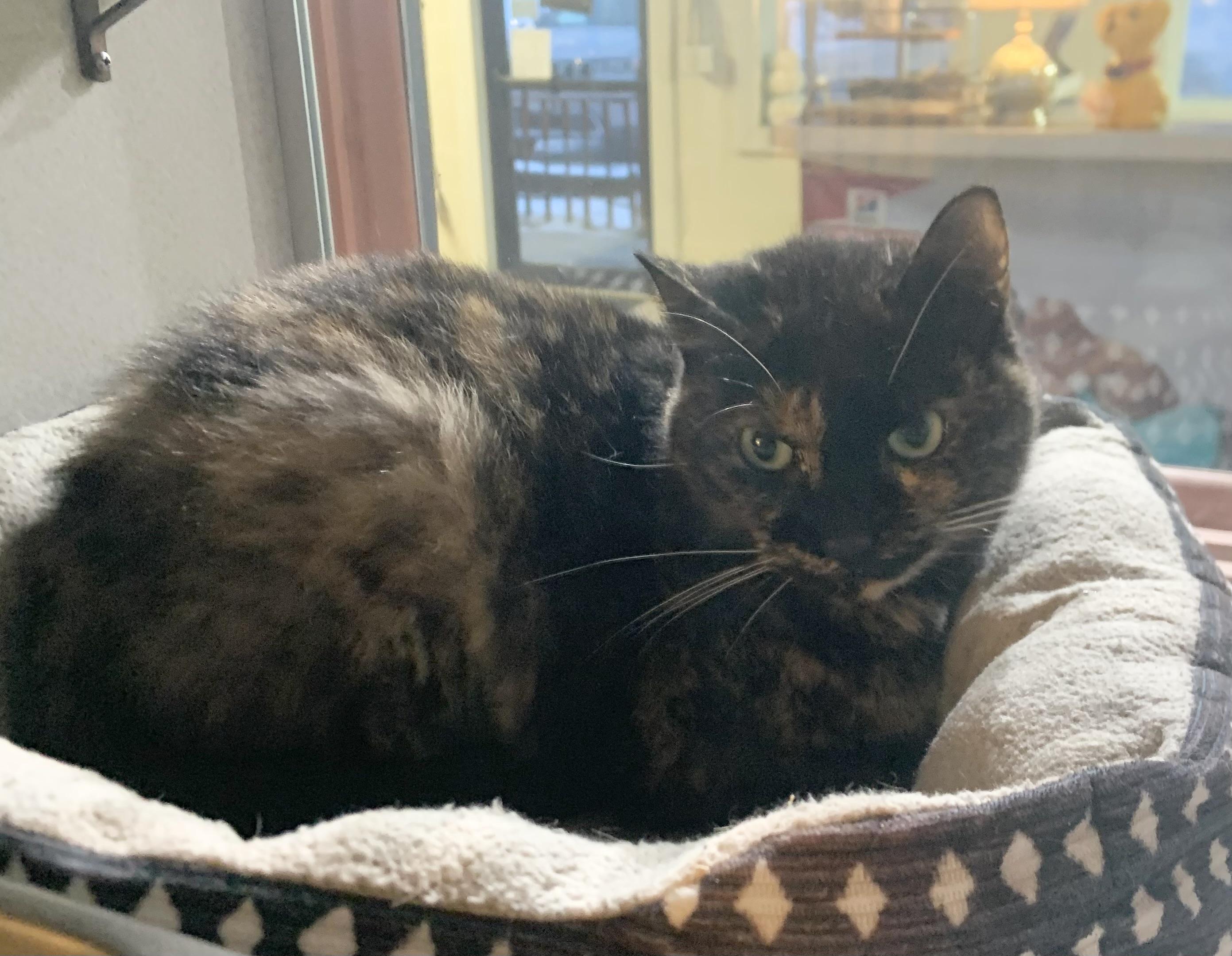 Baby, ADOPTABLE, Adult Female Domestic Short Hair.