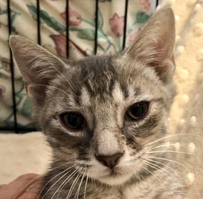 Enlarge Sully (Starsky), a Adoptable Domestic Short Hair in Anoka, MN image 1/3