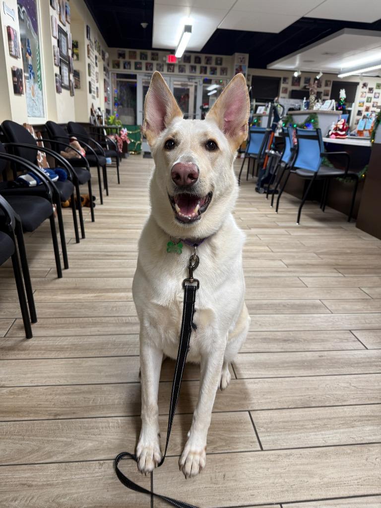 Nala, a Adoptable mixed breed in North Syracuse, NY image 1/3