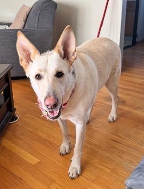 Nala, Adoptable, Adult Female Labrador Retriever & Shepherd.