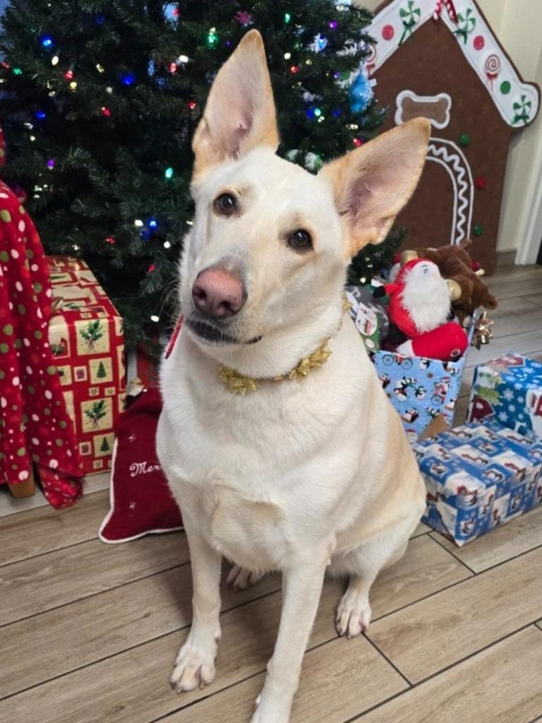 Nala, a Adoptable mixed breed in North Syracuse, NY image 3/3