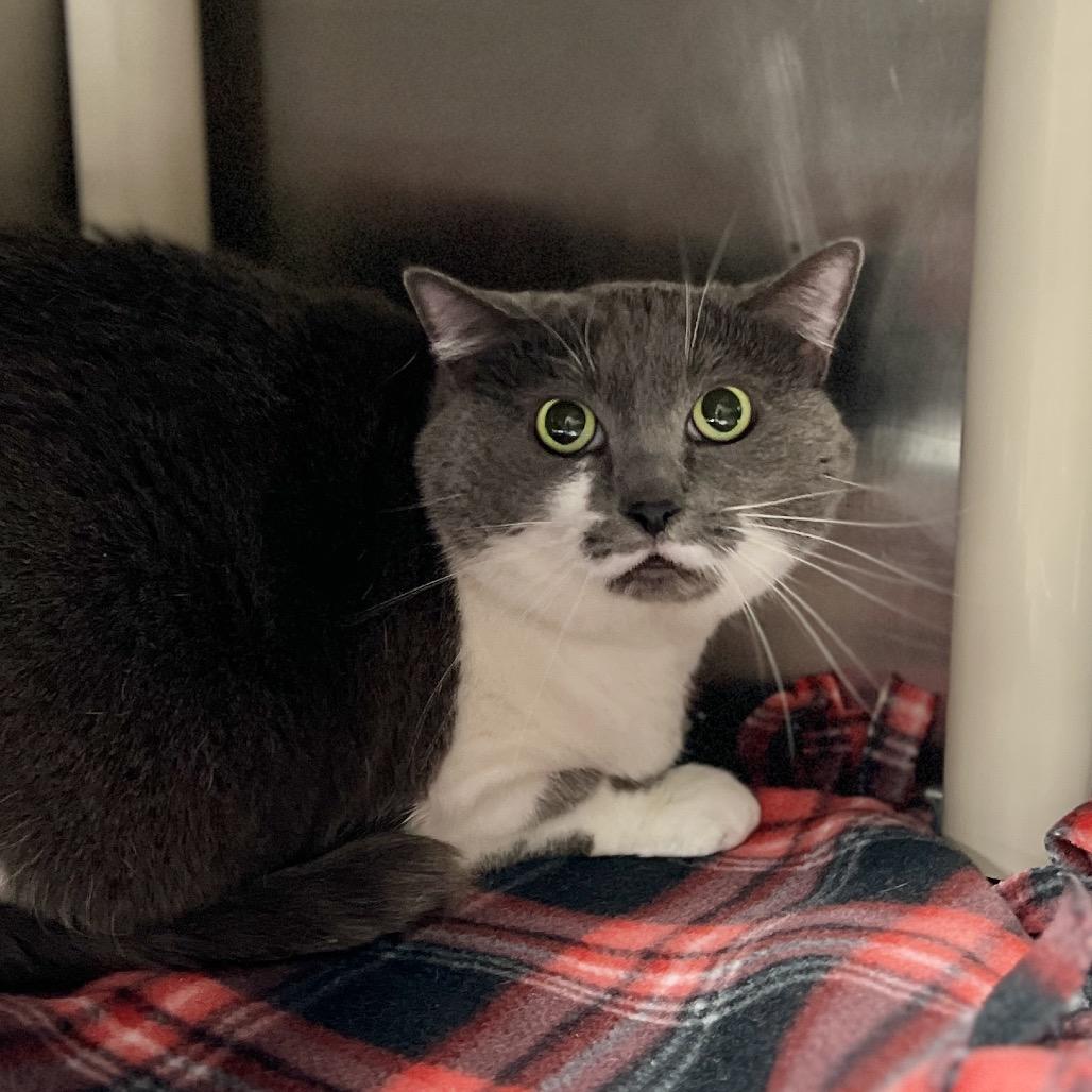 Desilu — thumbnail 2