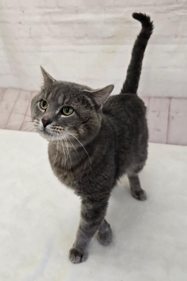 Enlarge Cheeks, an adopted Domestic Short Hair in Red Wing, MN image 4/4