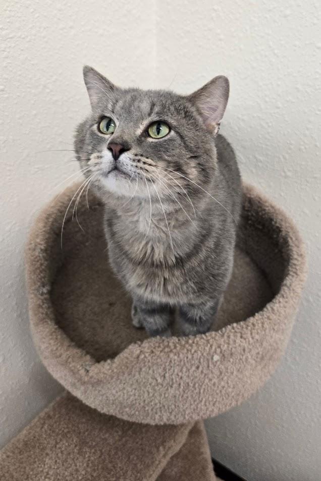 Enlarge Cheeks, an adopted Domestic Short Hair in Red Wing, MN image 2/4