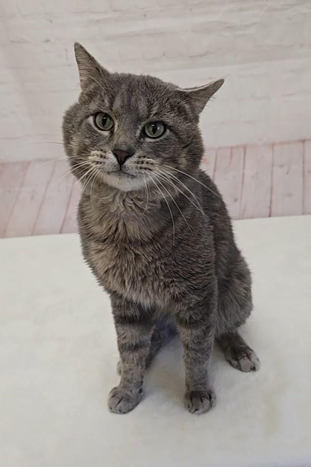 Enlarge Cheeks, an adopted Domestic Short Hair in Red Wing, MN image 3/4