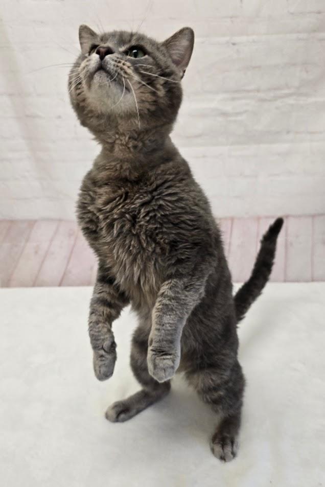 Cheeks, adopted, Adult Male Domestic Short Hair.