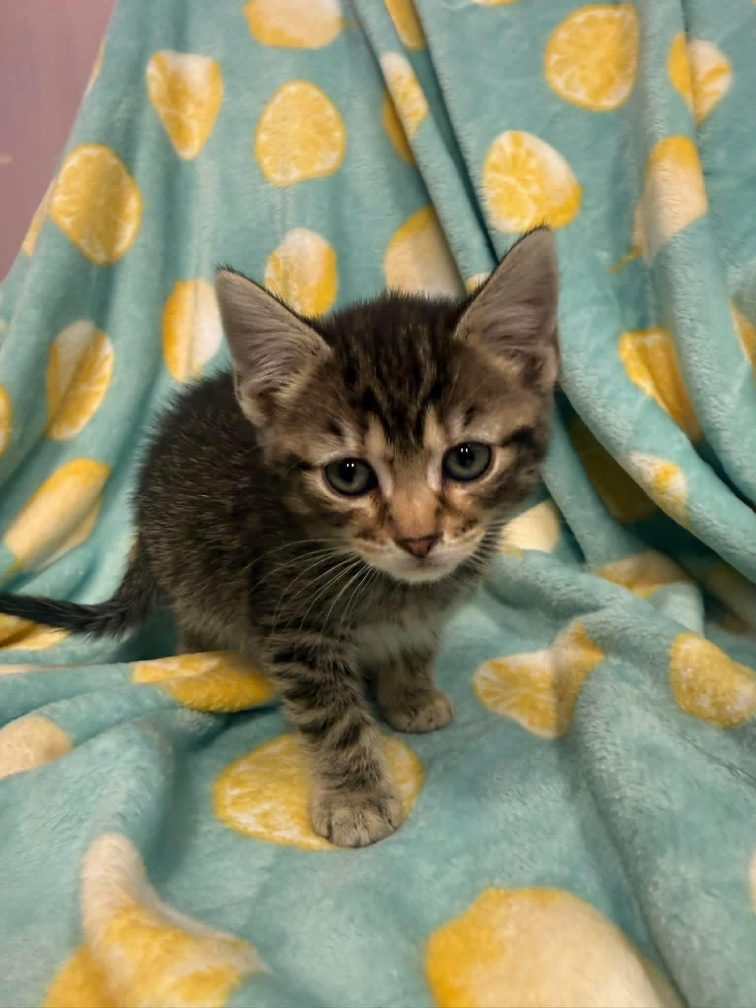 Enlarge Sebastian , an adopted Domestic Short Hair in Freeport, NY image 1/1