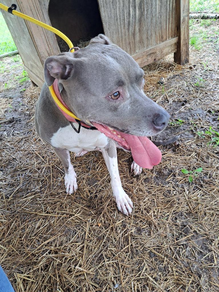 Enlarge Luna, a Adoptable mixed breed in Murray, KY image 1/1