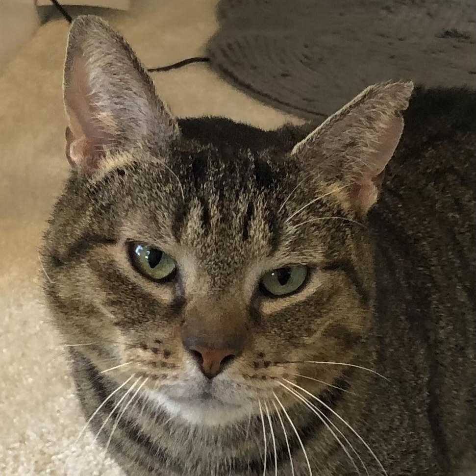 Bear, ADOPTABLE, Senior Male Tabby & Domestic Short Hair.