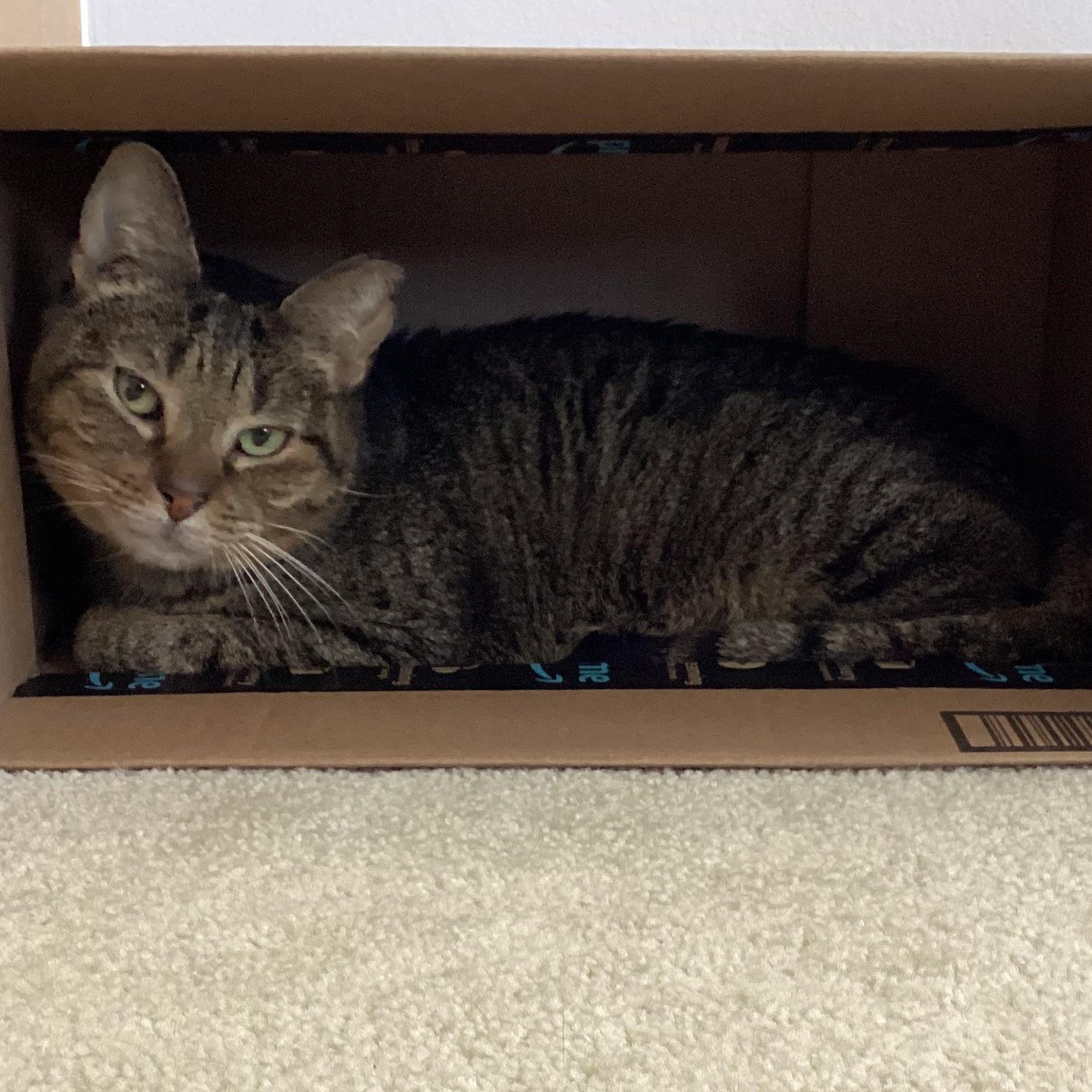 Enlarge Bear, a ADOPTABLE mixed breed in Hyattsville, MD image 3/6