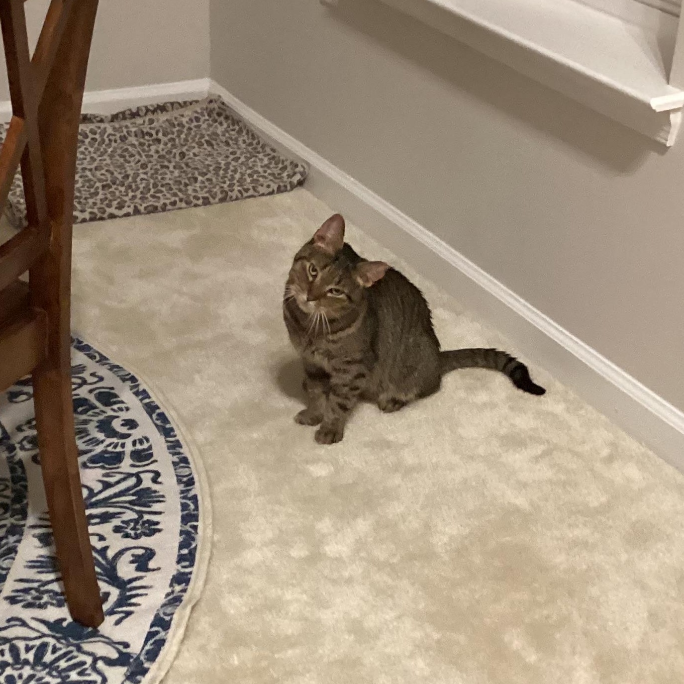 Enlarge Bear, a ADOPTABLE mixed breed in Hyattsville, MD image 6/6