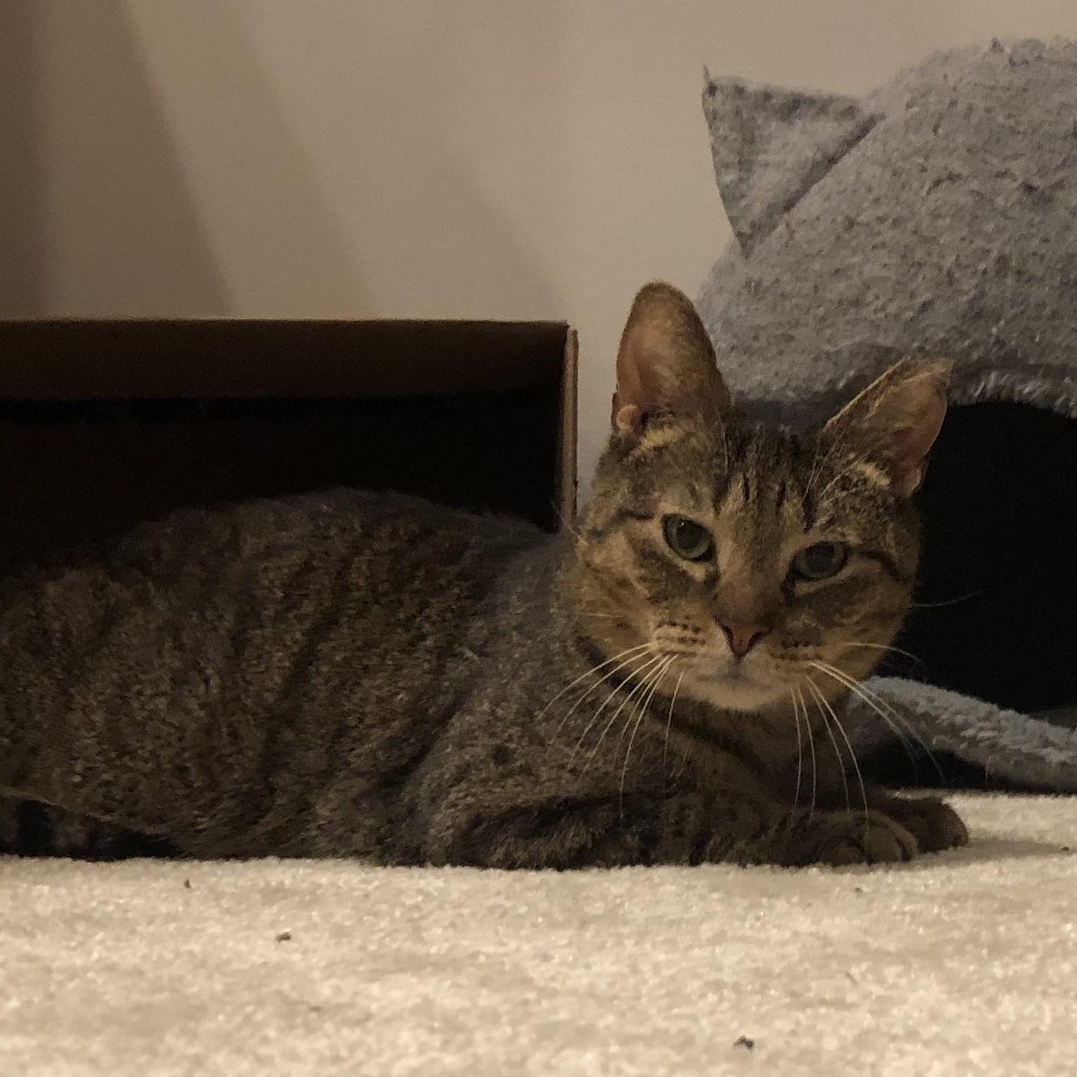 Enlarge Bear, a ADOPTABLE mixed breed in Hyattsville, MD image 5/6