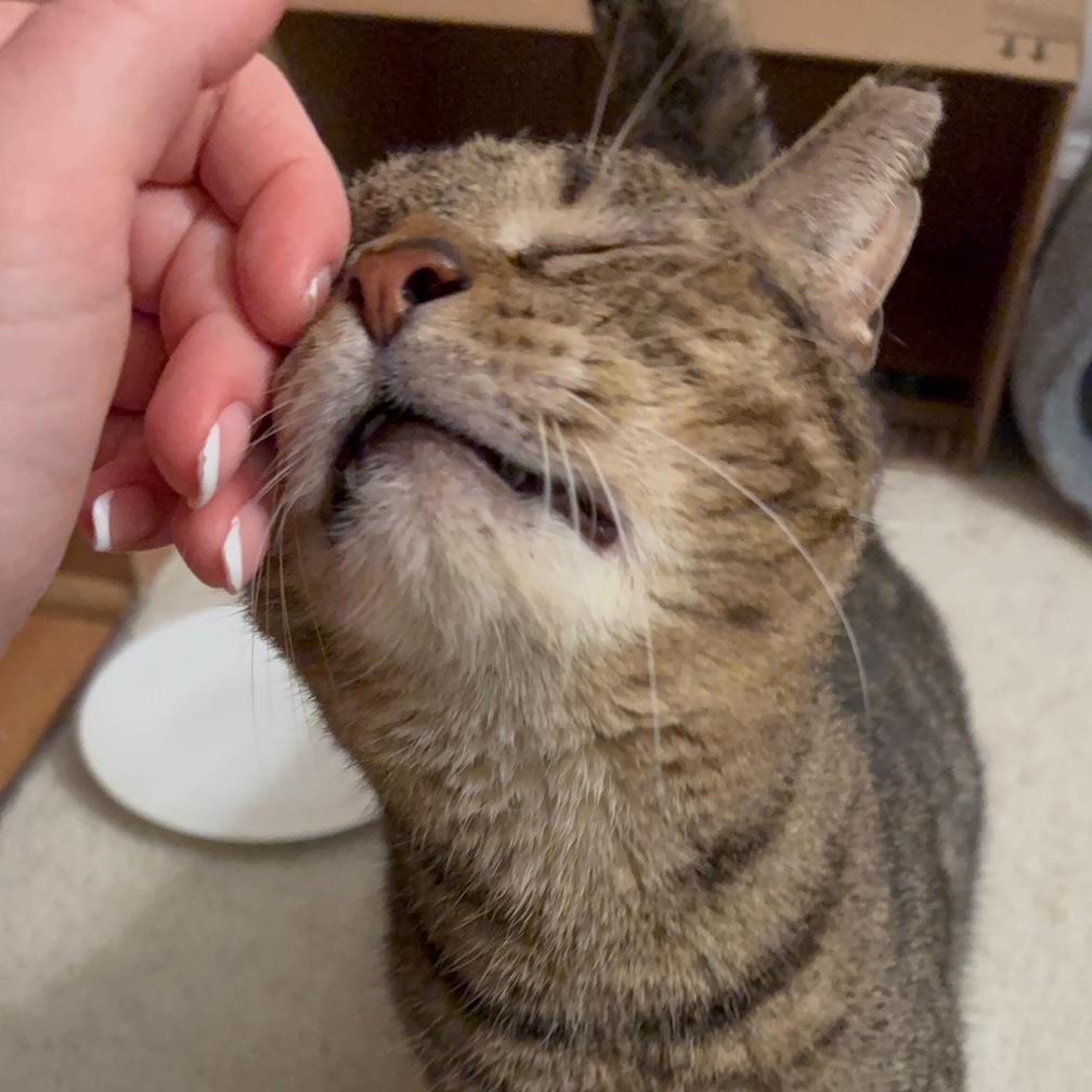 Enlarge Bear, a ADOPTABLE mixed breed in Hyattsville, MD image 4/6