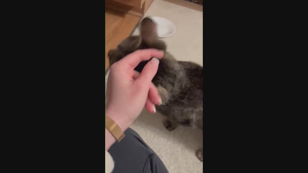 Enlarge Bear, a ADOPTABLE mixed breed in Hyattsville, MD video 2/6