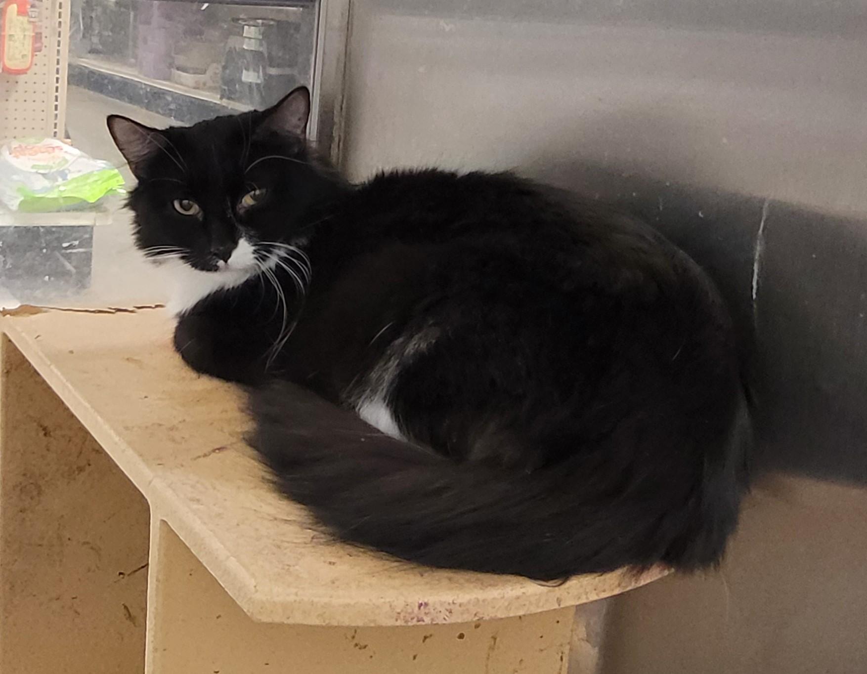 Mama Hen, Adult Female Domestic Medium Hair
