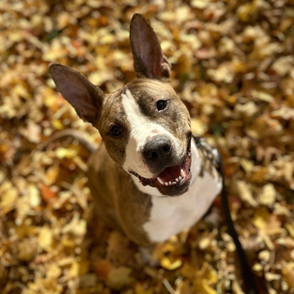 Radar, Adoptable, Adult Male Pit Bull Terrier.