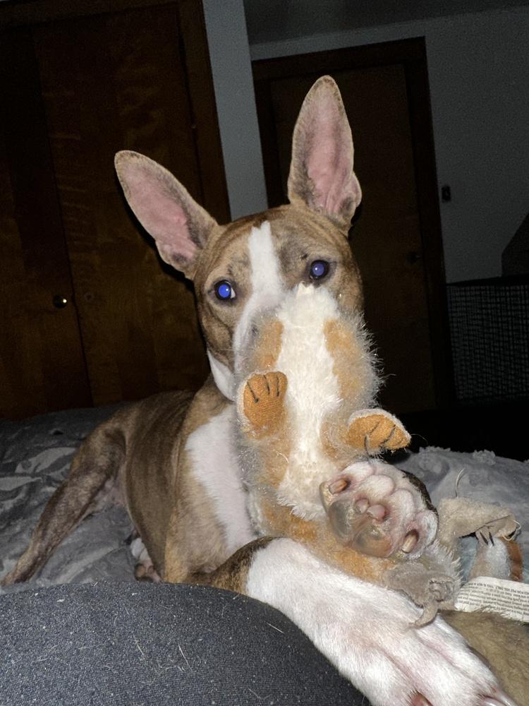 Radar, a Adoptable mixed breed in Columbus, OH image 2/6