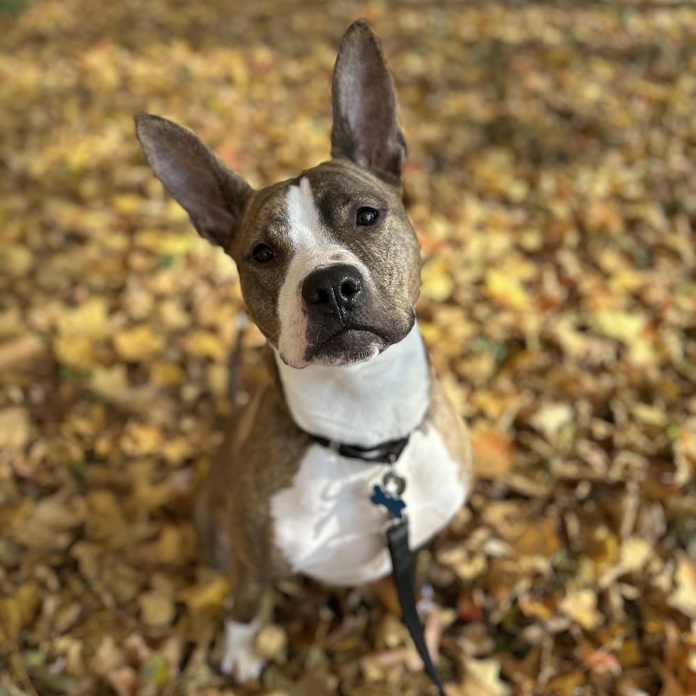 Radar, a Adoptable mixed breed in Columbus, OH image 3/6