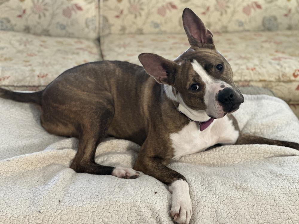 Radar, a Adoptable mixed breed in Columbus, OH image 4/6