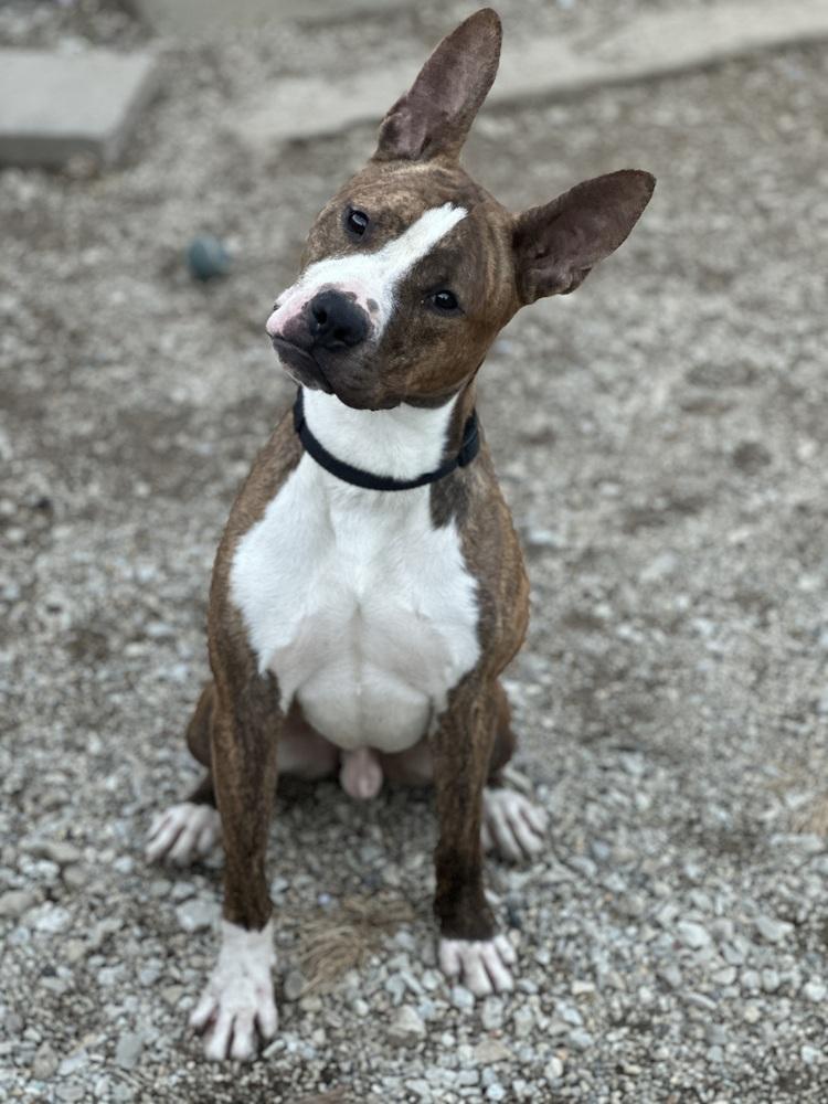 Radar, a Adoptable mixed breed in Columbus, OH image 5/6