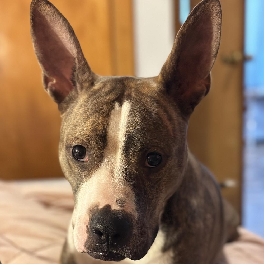 Radar, a Adoptable mixed breed in Columbus, OH image 6/6