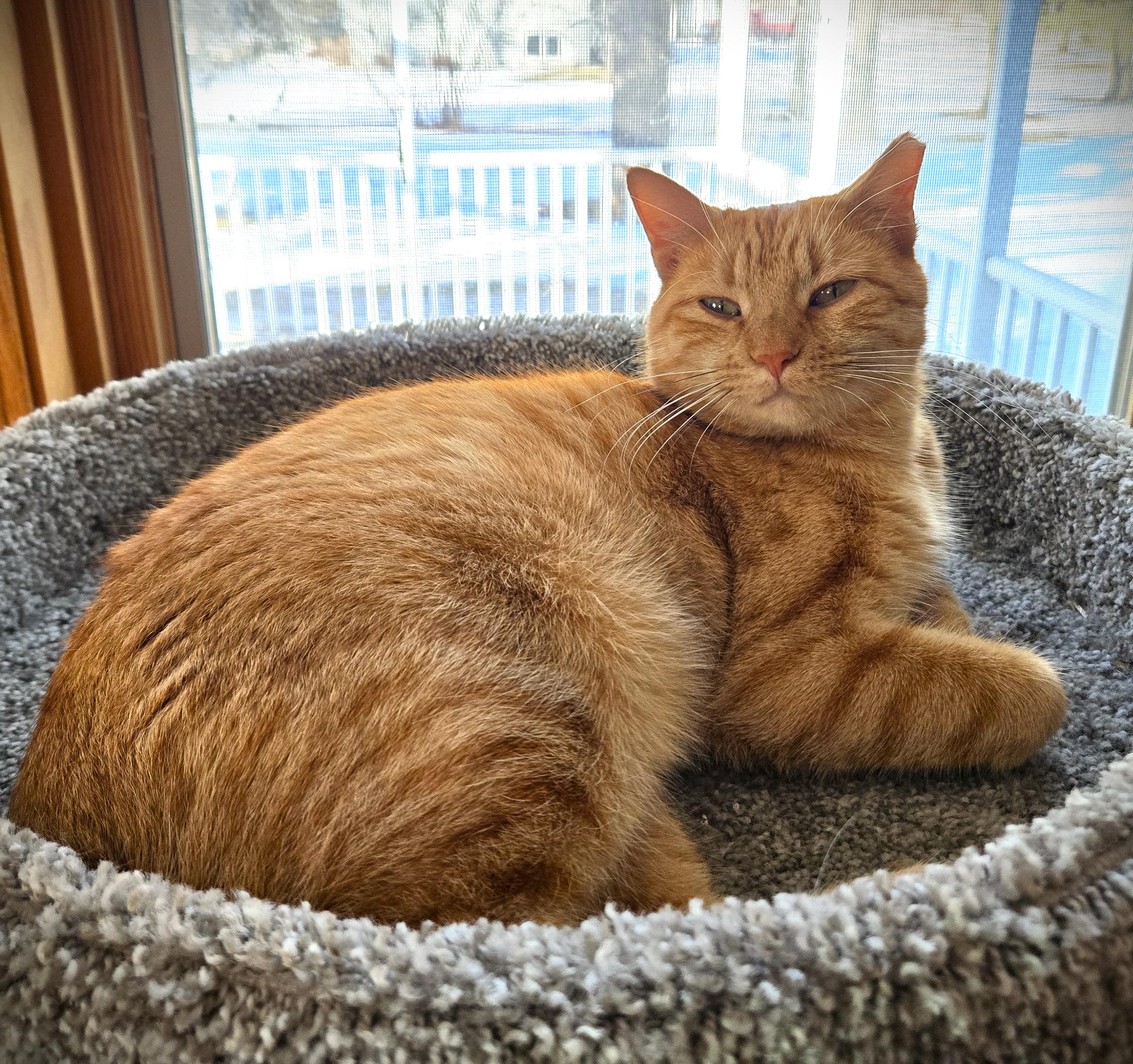 Enlarge MAMA, a ADOPTABLE American Shorthair in Mankato, MN image 2/2