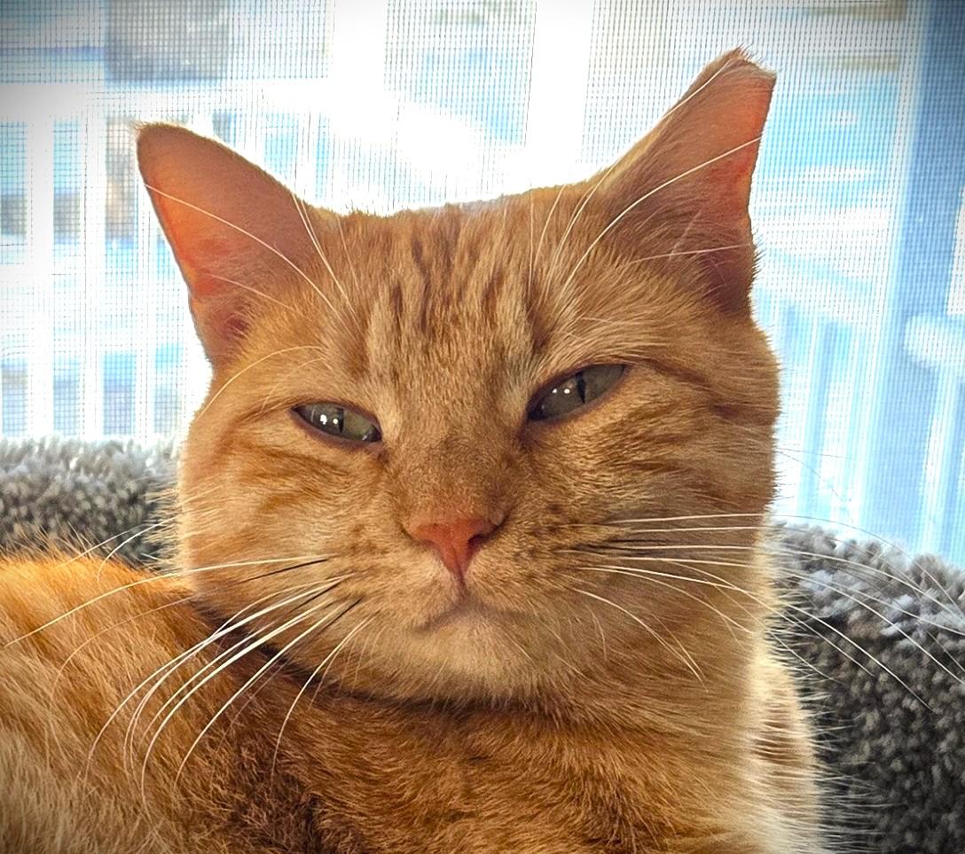 Enlarge MAMA, a ADOPTABLE American Shorthair in Mankato, MN image 1/2